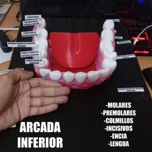 TOOTHES human arch denture