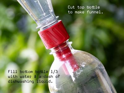 Stink Bug Bottle Trap