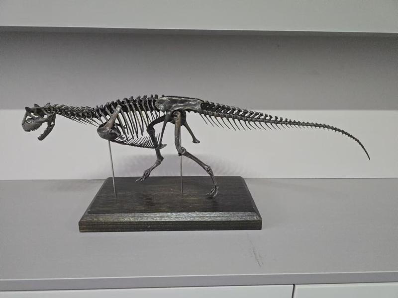Carnotaurus Skeleton 1:12 scale