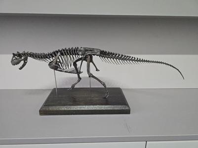 Carnotaurus Skeleton 1:12 scale