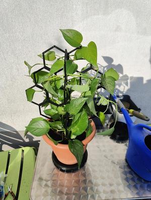 Modular trellis to support climbing plants