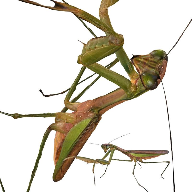 Giant Mantis Tenodera Aridifolia BEETLE Blaps Mortisaga AMPHIBIAN BEETLE INSECT BUG ANT ANIMAL ANATOMY 3D MODEL WATER OCEAN RIVER