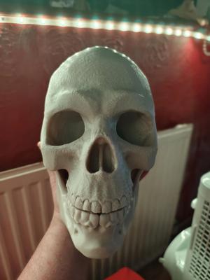 Skull Anatomy  3D print model