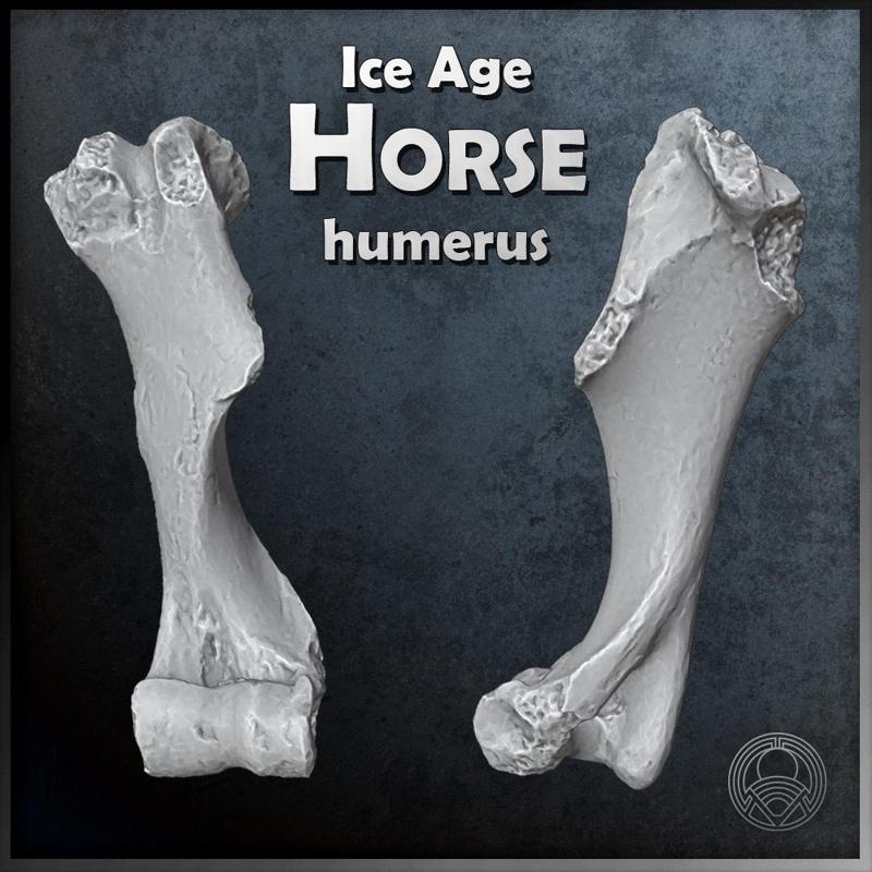 Ice Age Horse Humerus