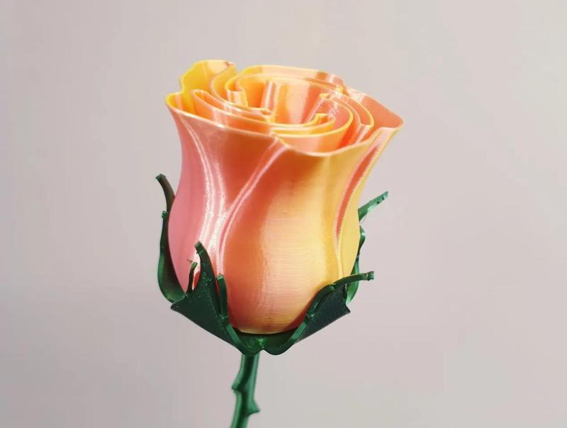 Thorny stem with nice leaves   