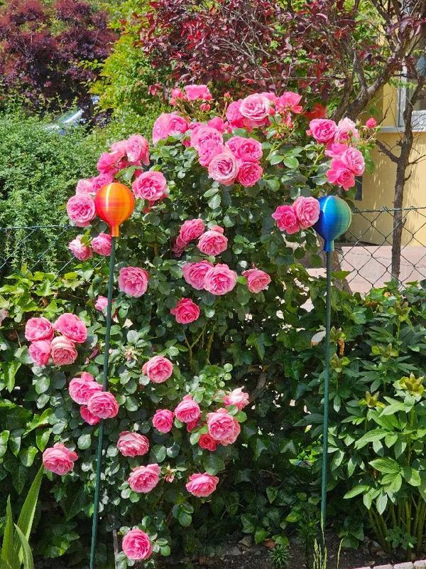 Garden ball / Rose ball / Rosenkugel / Gartenkugel   