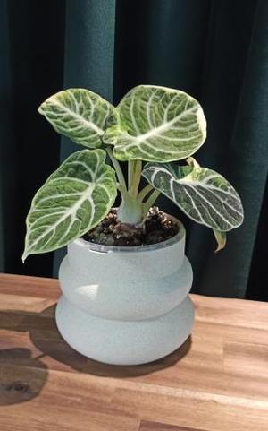 Modern Plant Pot (12cm)