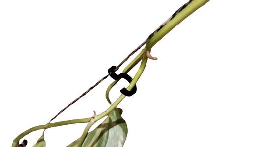 Plant Holder for climbing Plant