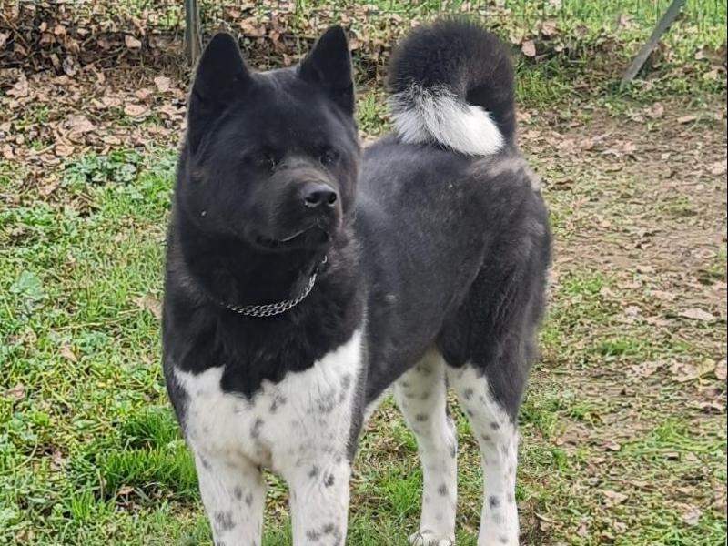 Similar Funko Pop American Akita