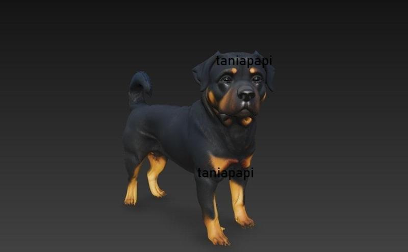Rottweiler