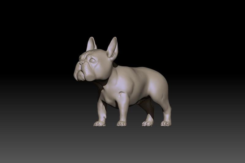 French bulldog