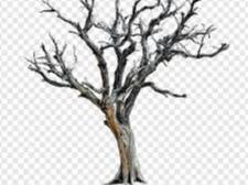 Tree Skeleton