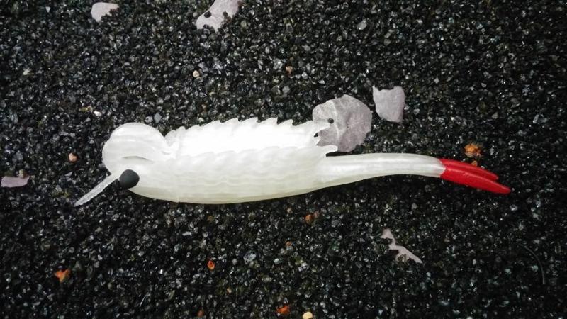 Branchinella Thailandensis male