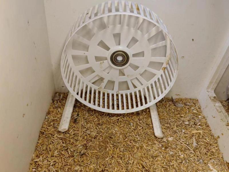 Pet Treadmill Rooster Chicken Hamster Wheel