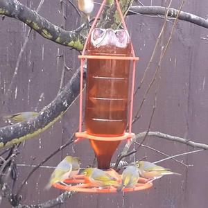 Bird Nectar Feeder - Covered Bowl Design