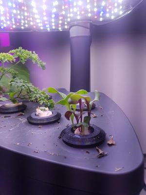 Miracle Grow Hydroponic pod