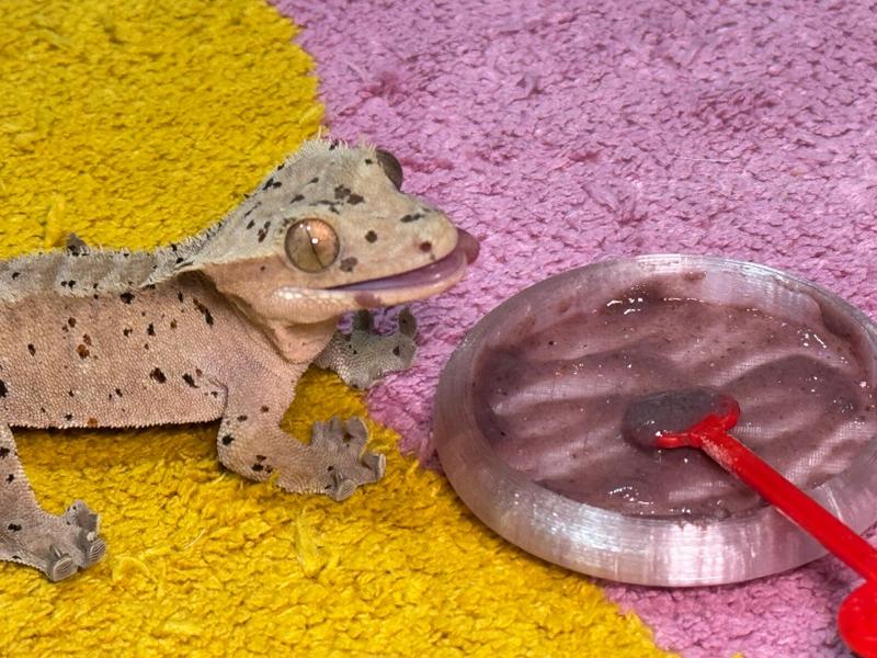 small water/food dish for crested gecko/reptile