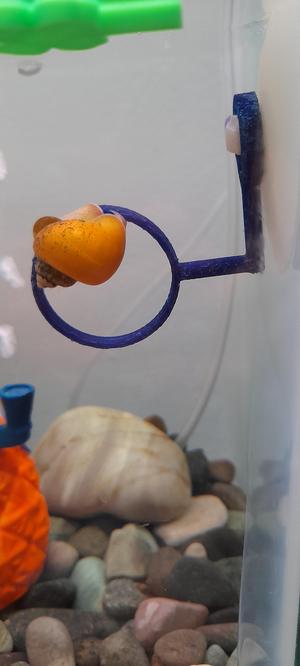 Hoop for fish tank/aquarium