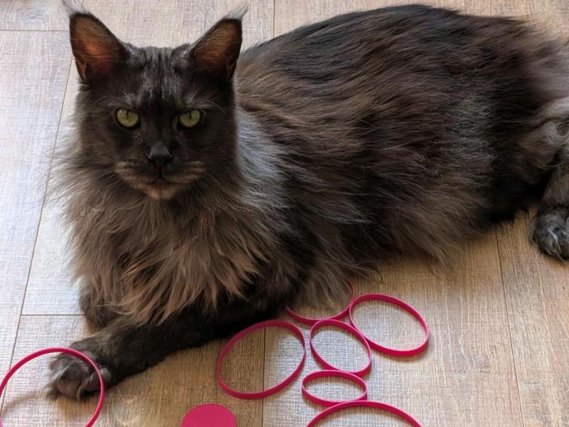 Simple Cat Toy Collection