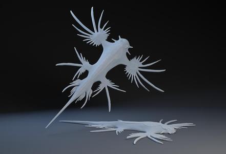 Glaucus Atlanticus : Blue Dragon