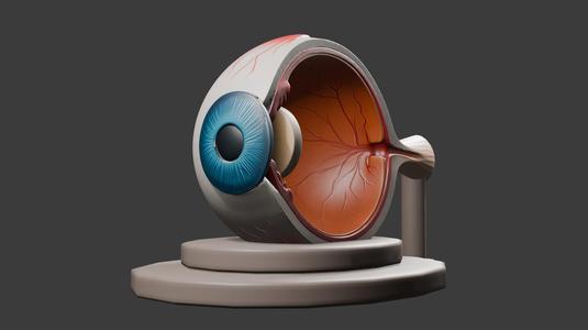 Transverse human eye - 3D educational model with separate brackets