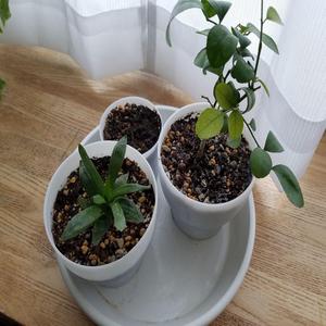 drained planter