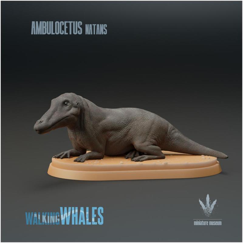 Ambulocetus natans : Land Whale