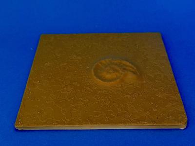 Tile with fossil (scanned)
