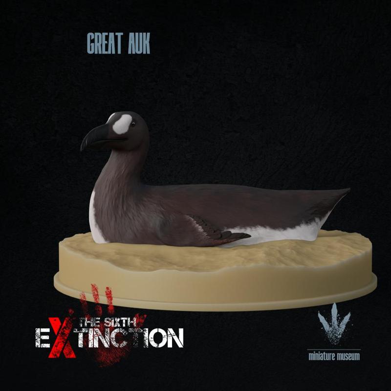 Great auk : Swimming