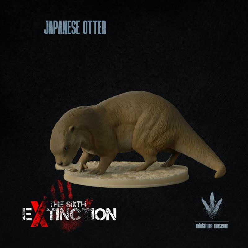 Japanese otter : Feeding