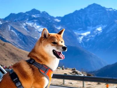CMYK Lithophane Photo Shiba Inu Summer Doge Cheems