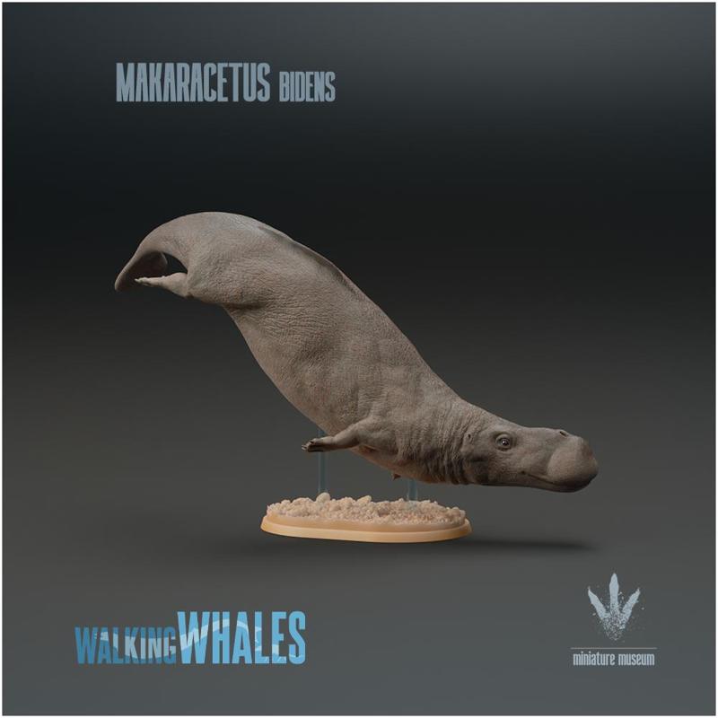 Makaracetus bidens : Hippo-like Whale
