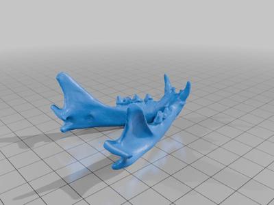 Gato do Mato - Crânio e Mandíbula