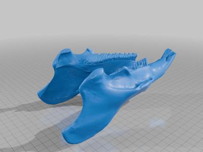 Capivara - Crânio e Mandíbula