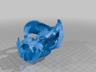 Paca - Crânio e Mandíbula