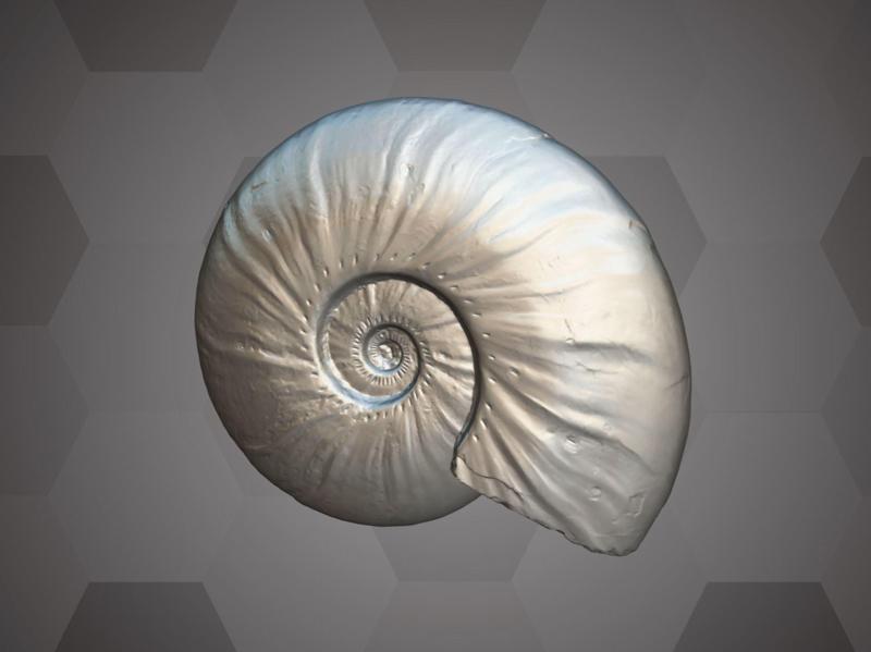 Madagascar Ammonite (NHMW-Geo 2021/0021/0001)