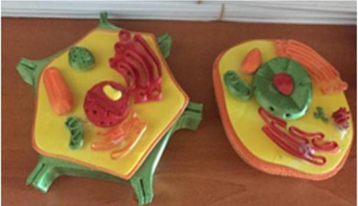 Bitki Hücresi Modeli