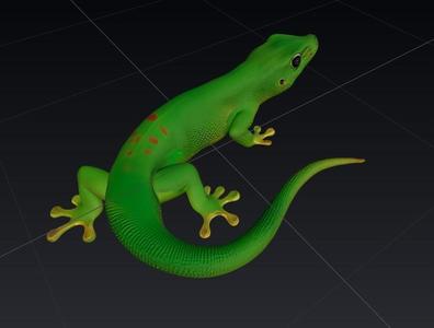 Phelsuma