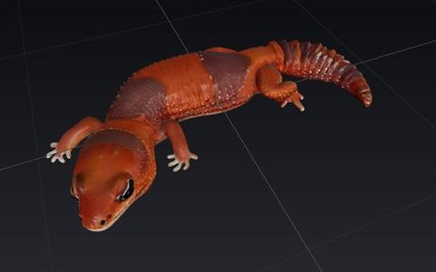 Fat-tailed gecko