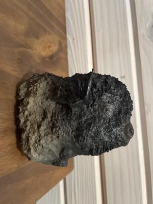 Bison Shoulder Mount