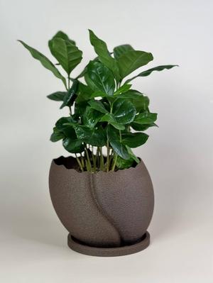 Coffee bean planter