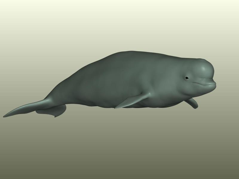 Beluga Whale 3D Model