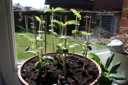 Omega Plant Clip (FreeCAD Customizable)