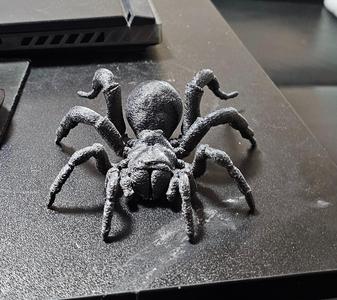 Tarantula spider