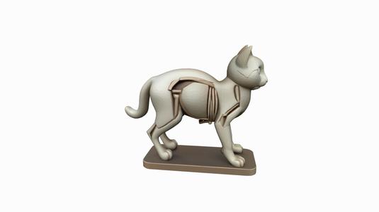 Cat Skeleton Model