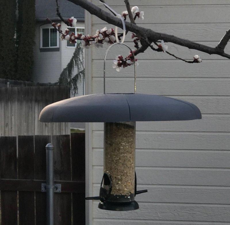 Squirrel Cover for Bird Feeder