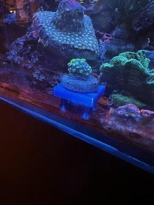 coral holder