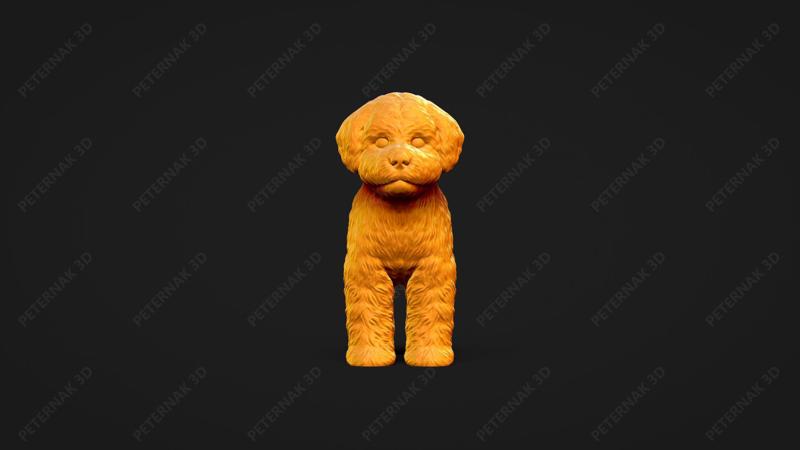 Bichon Frise Dog 3D Print Model Pose 01