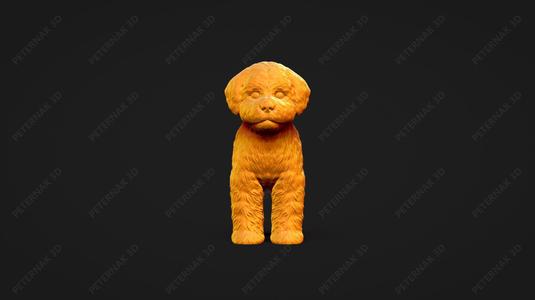 Bichon Frise Dog 3D Print Model Pose 01