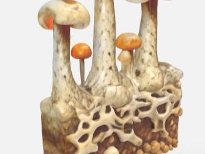 Fungus with mycelium